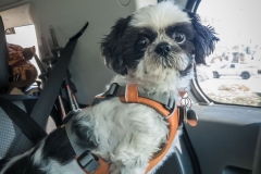 Indi looks nervous about my driving!